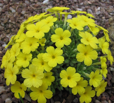 Dionysia aretioides 'Bevere'